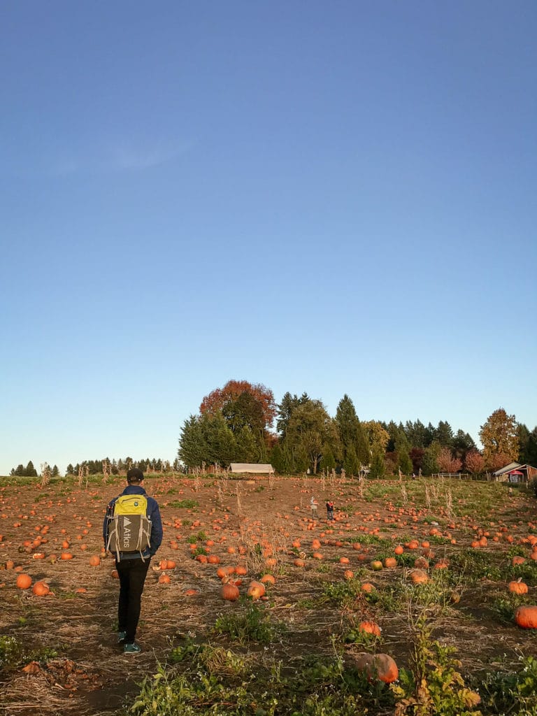 bi-zi farms pumpkin field