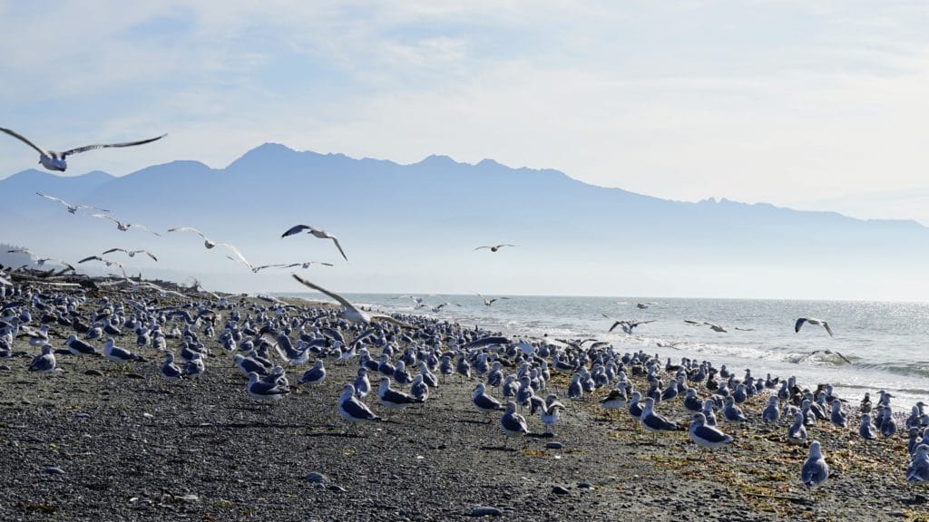 seagulls at Dungeness Spit