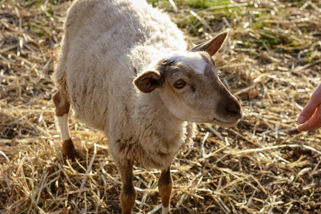 bi-zi farms sheep
