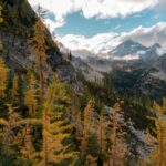maple pass larches