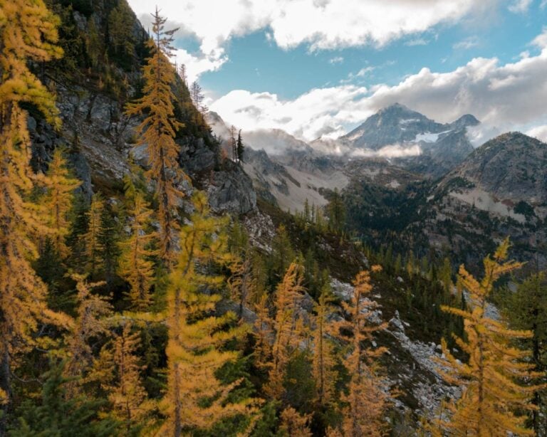 maple pass larches