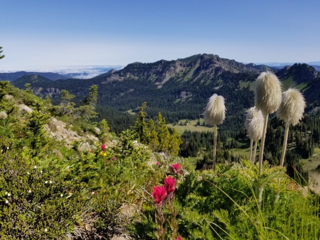 fluffy mountain wildflowers
