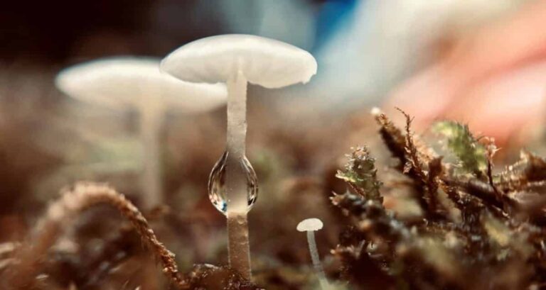mushrooms