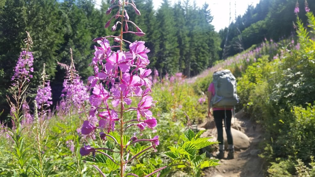 backpacking by wildflowers