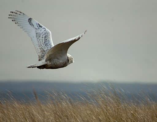 Damon Point owl