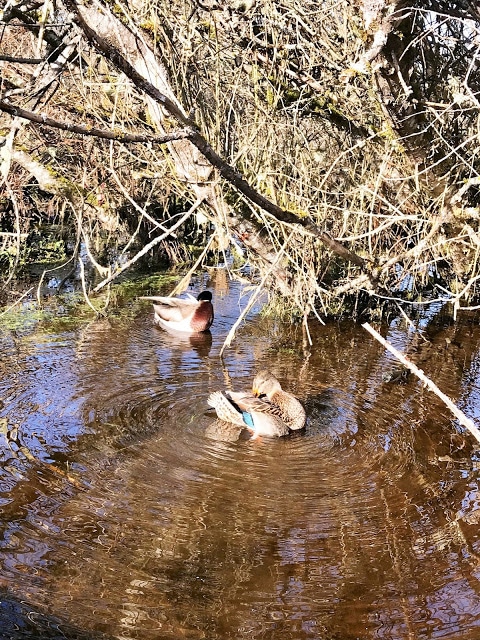 ducks at Silverdale WA: Tips for Walking Clear Creek Trail