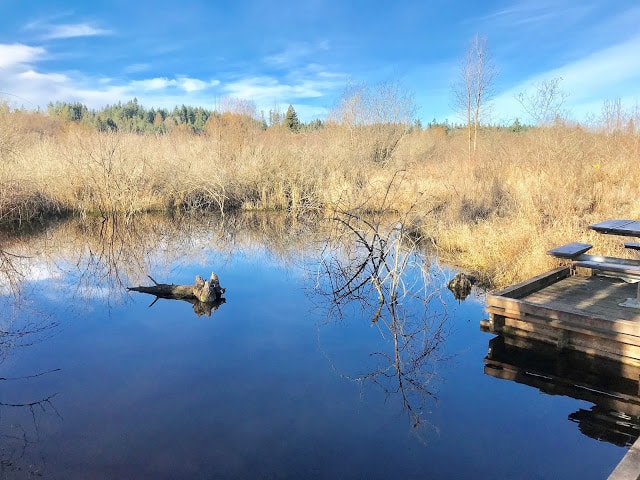 pond at Silverdale WA: Tips for Walking Clear Creek Trail