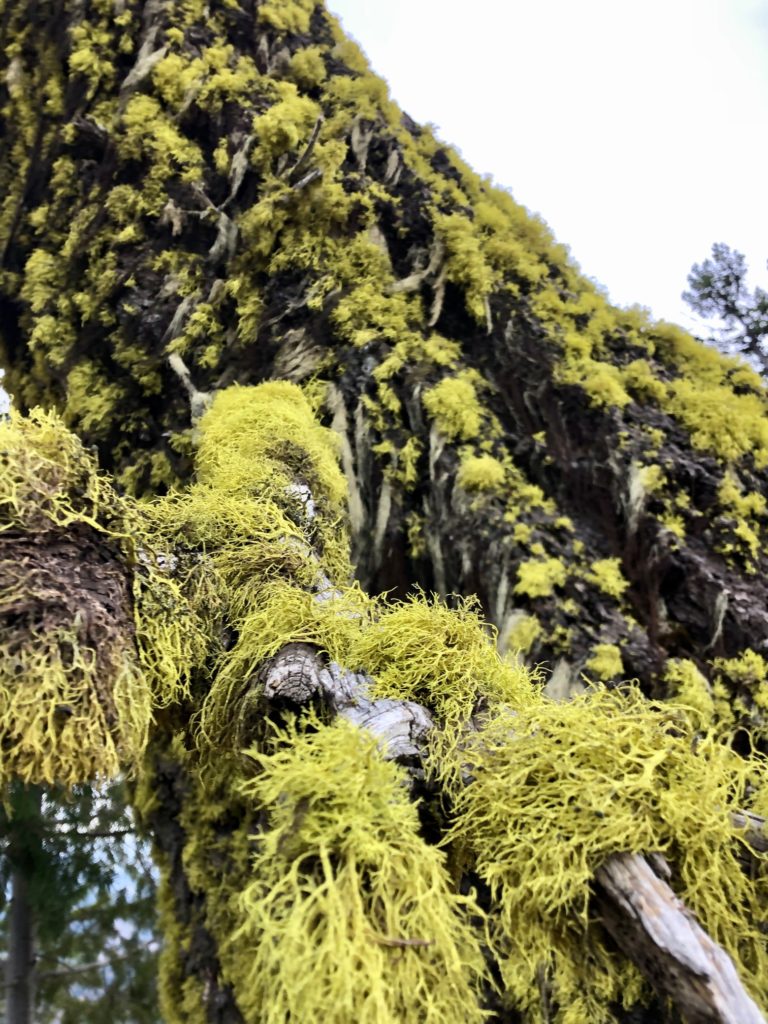 mossy tree at oregon butte