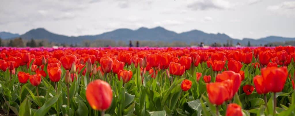 Skagit Valley Tulip Festival