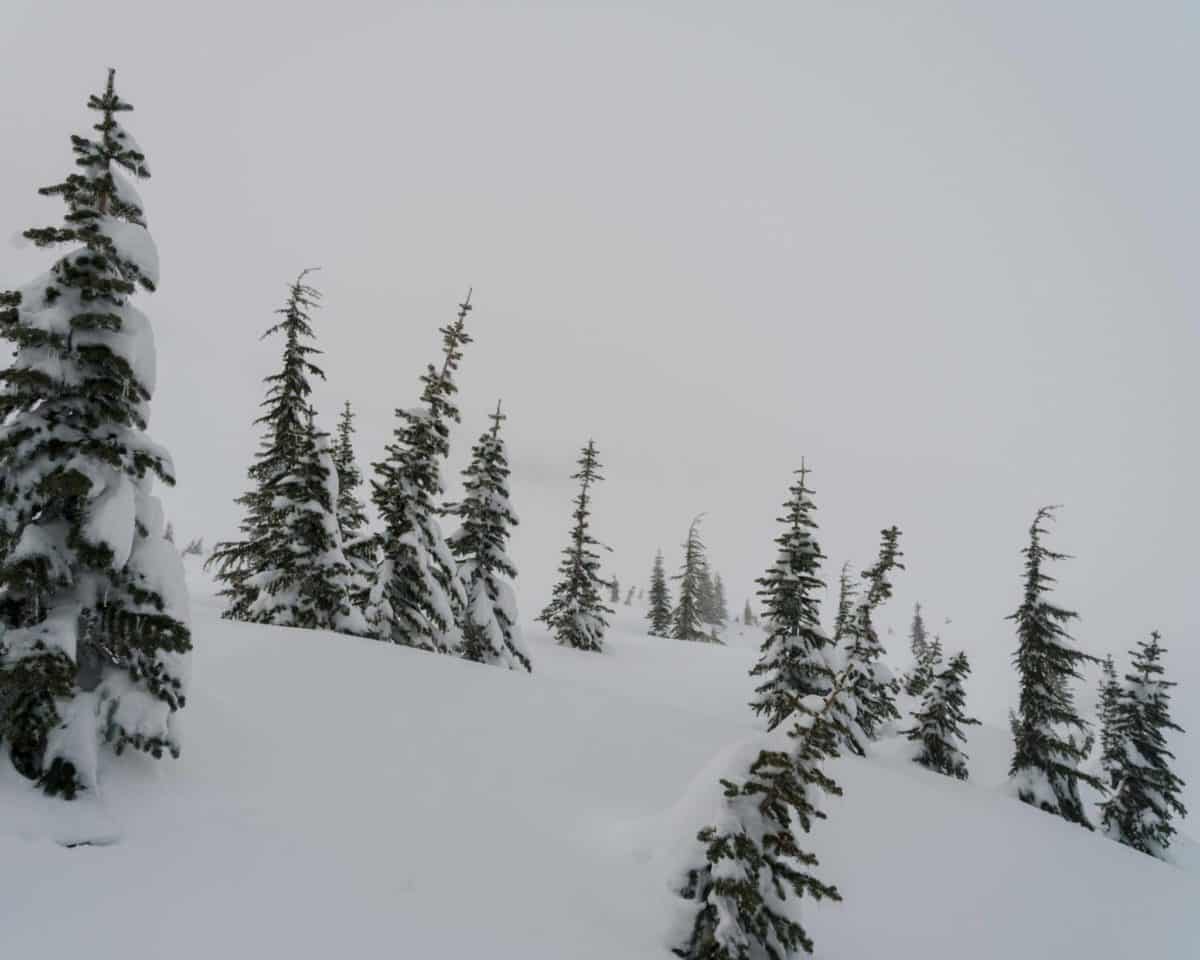 snowy evergreen trees