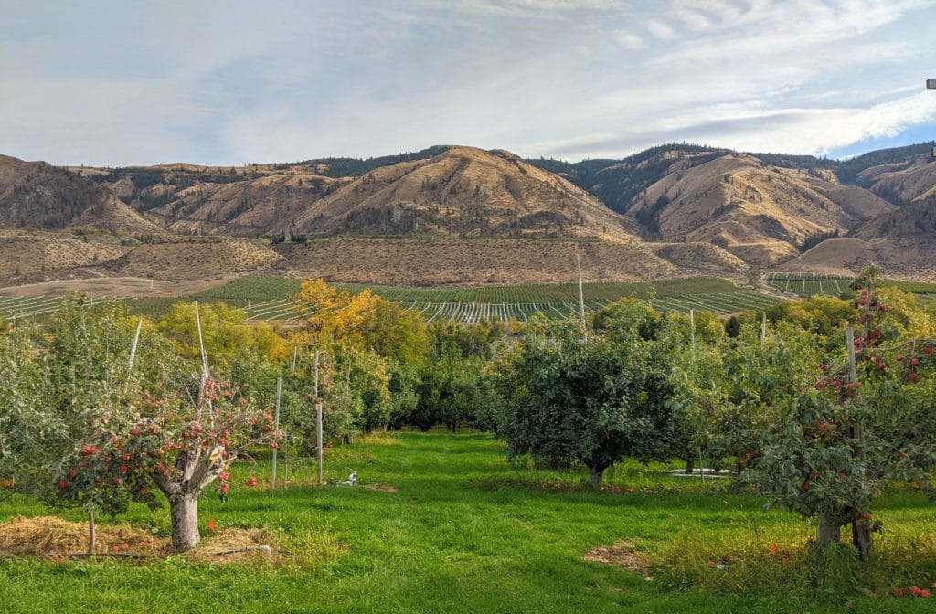 fruit laden trees at Allview Orchards near Lake Chelan