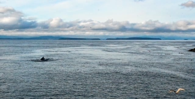 whale watching from land