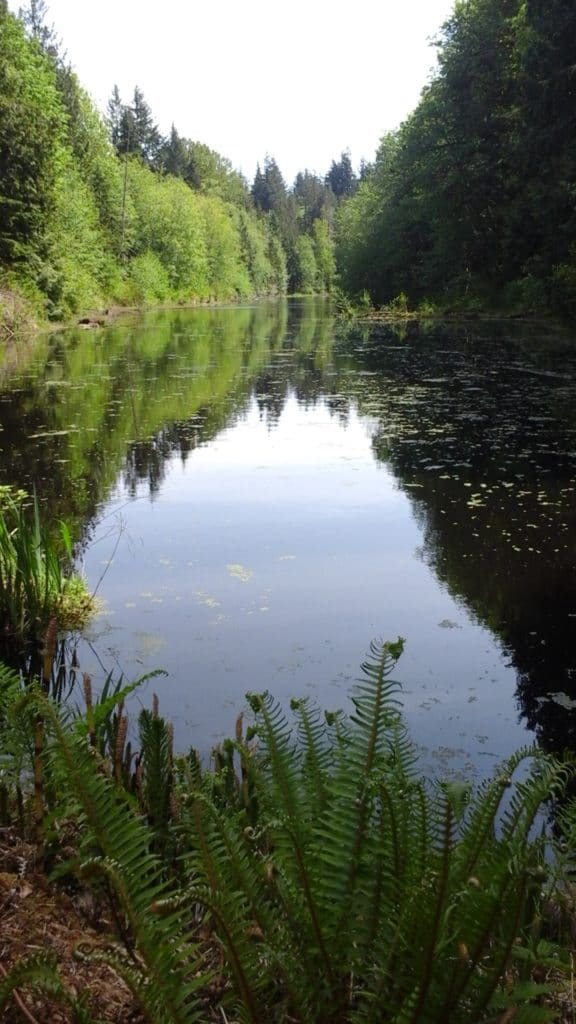 Geneva Pond on Stimpson Family Nature Reserve in Whatcom County