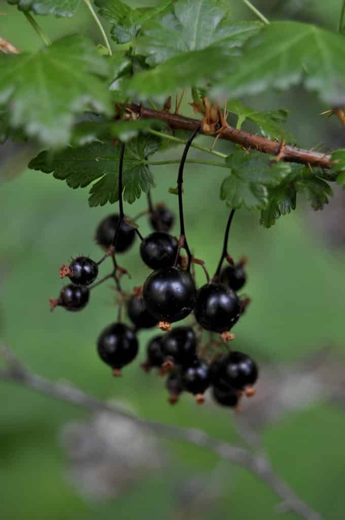black prickly currant berries in Washington
