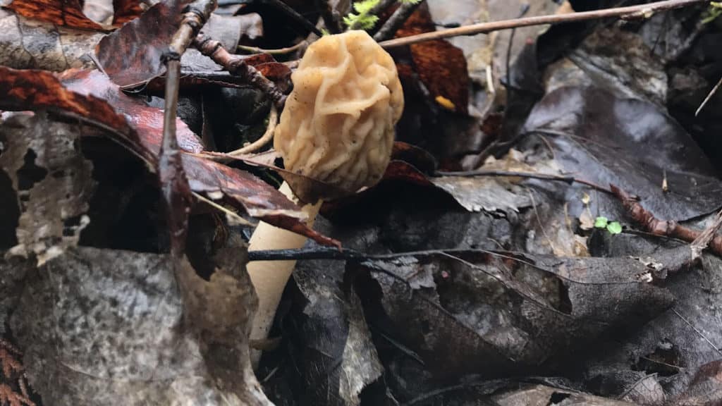 morel mushroom hunting in Washington state