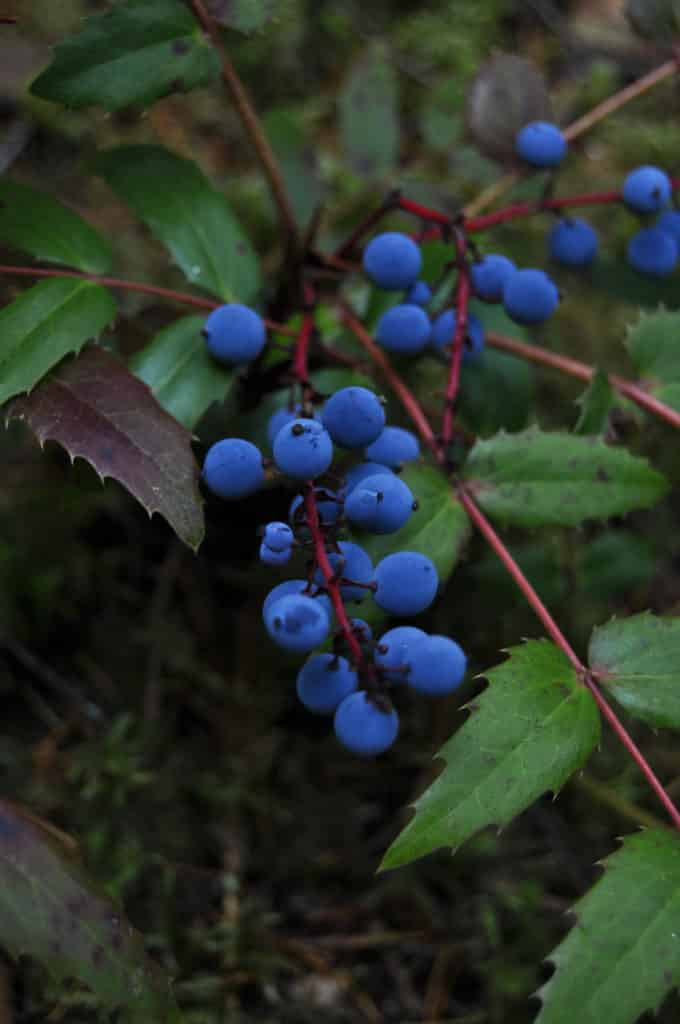 Oregon grape berry foraging in Washington