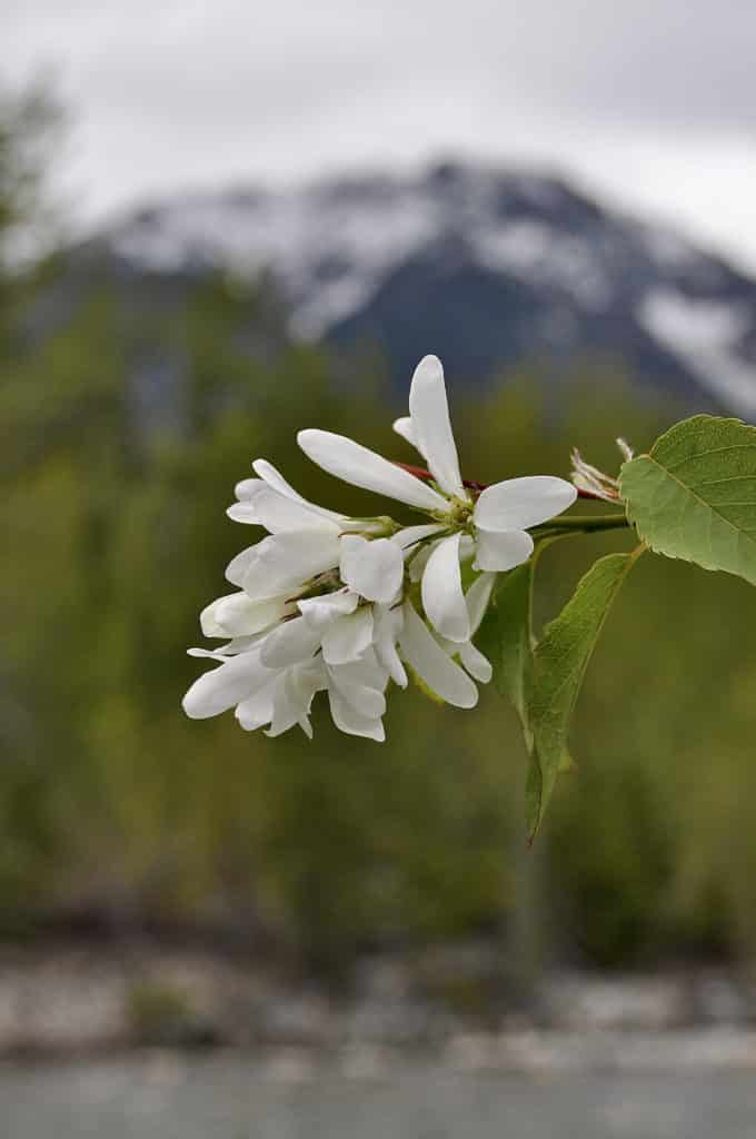 Saskatoon Juneberry bloom berry foraging in Washington