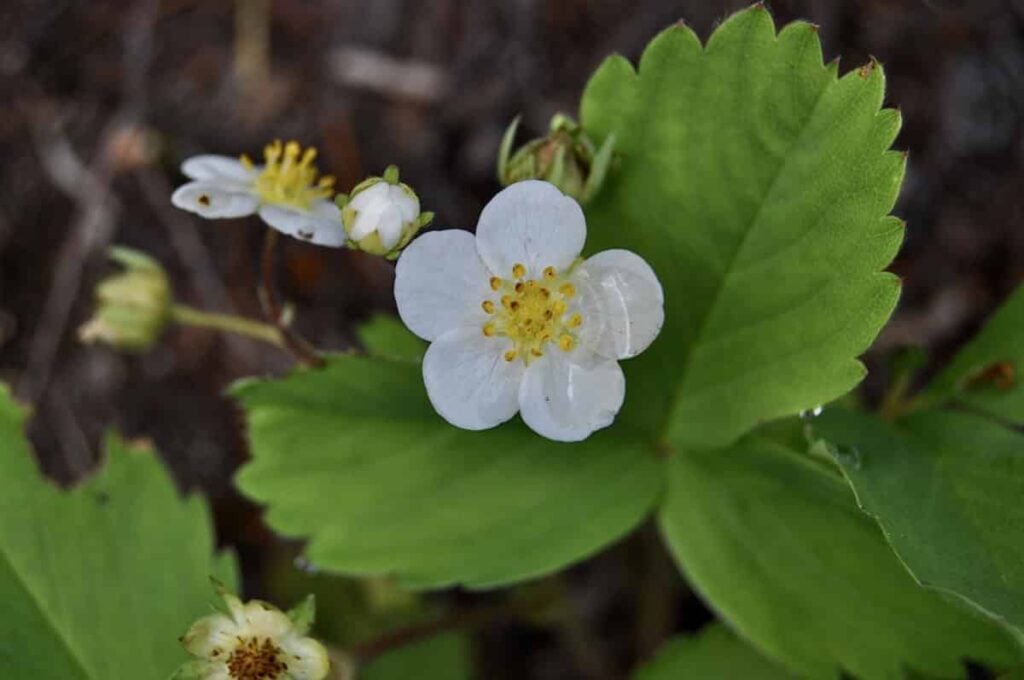 The Basics Of Berry Foraging In Washington State