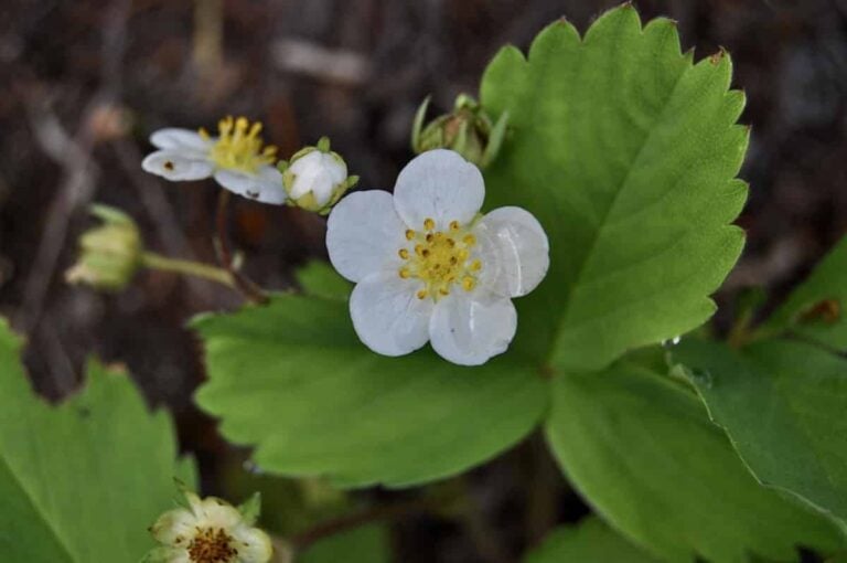 The Basics Of Berry Foraging In Washington State