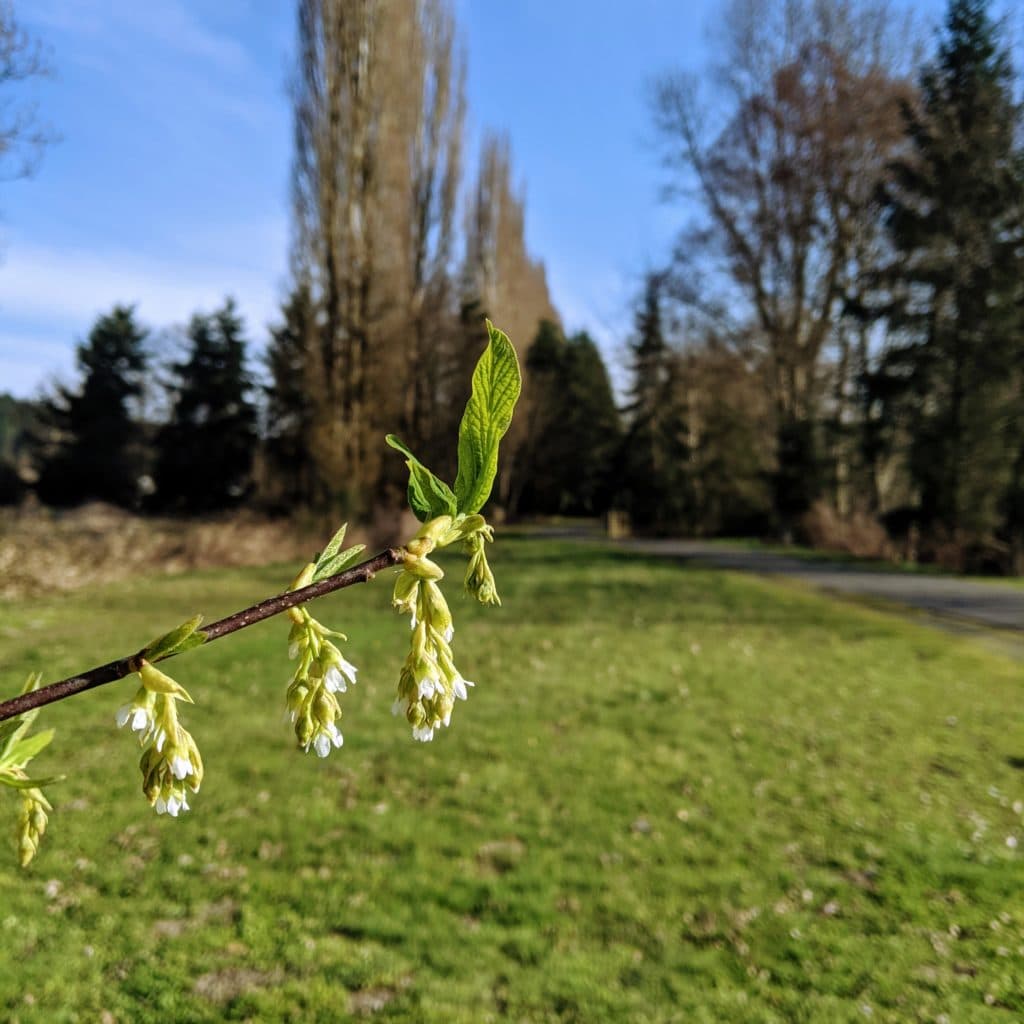 Sammamish River Trail in Woodinville
