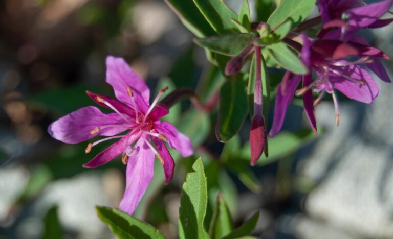 Edible Herbs and Wildflowers in Washington State