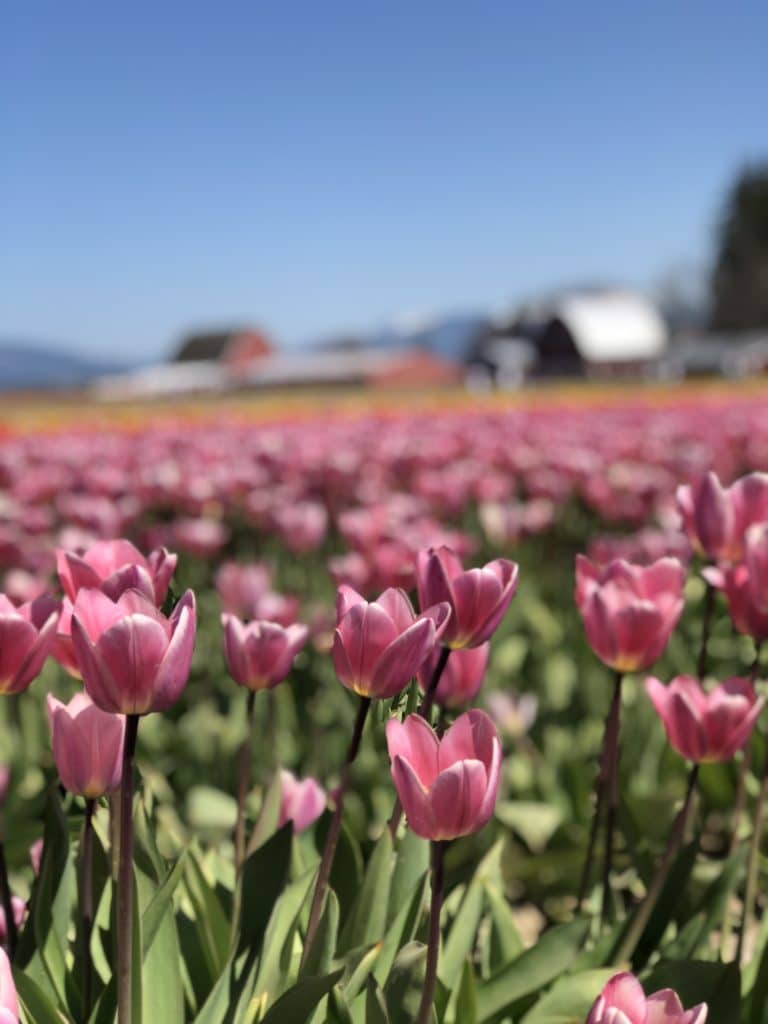 pink tulips in Tulip Town, Skagit Valley