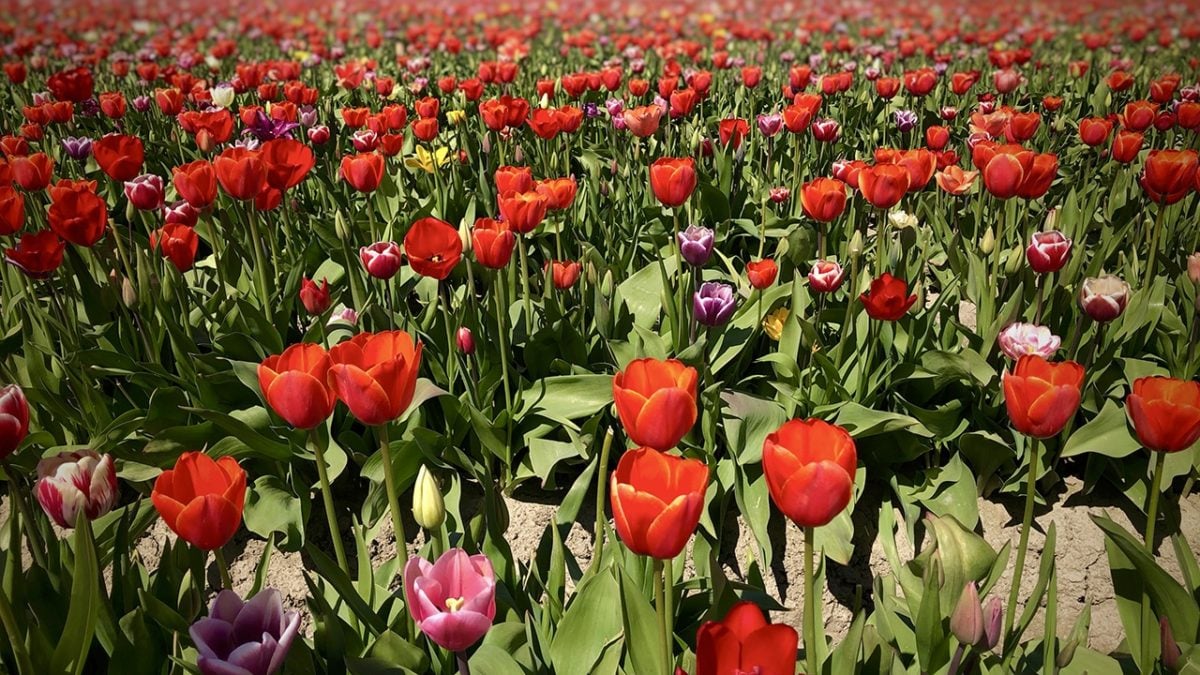 Tulip Town