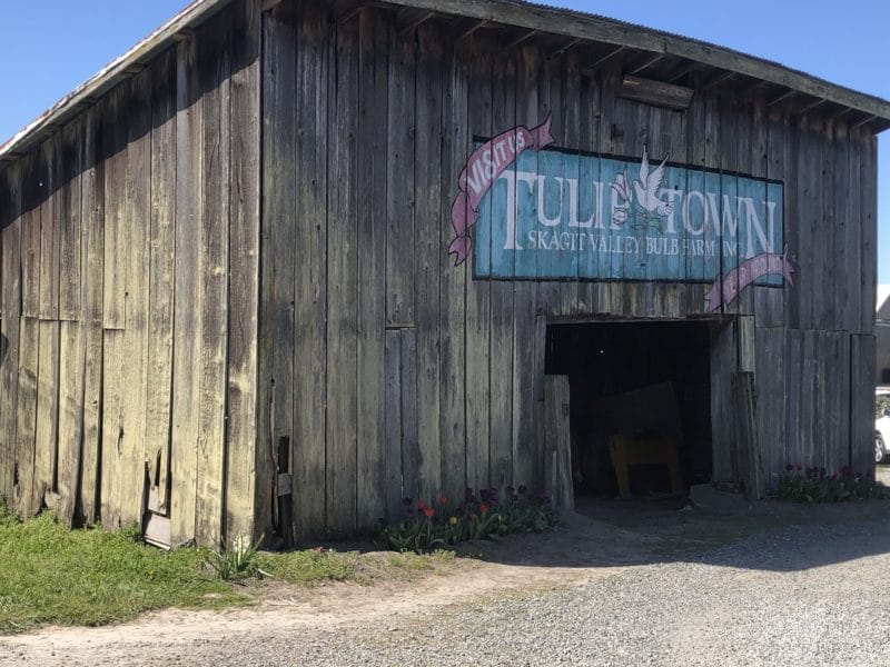 Tulip Town barn in Tulip Town, Skagit Valley