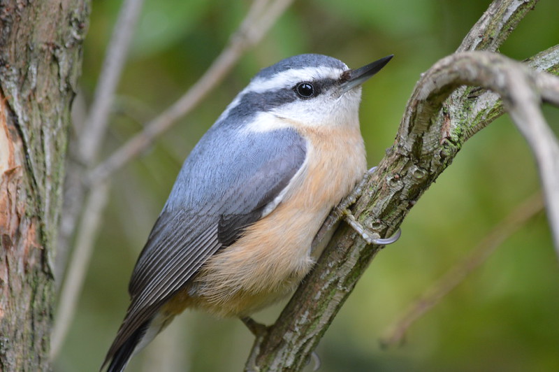 Red Breasted Nuthatch