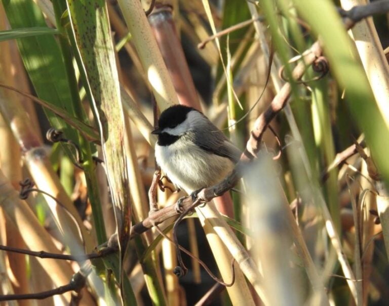 10 Common Birds in Washington State (You See Every Day)