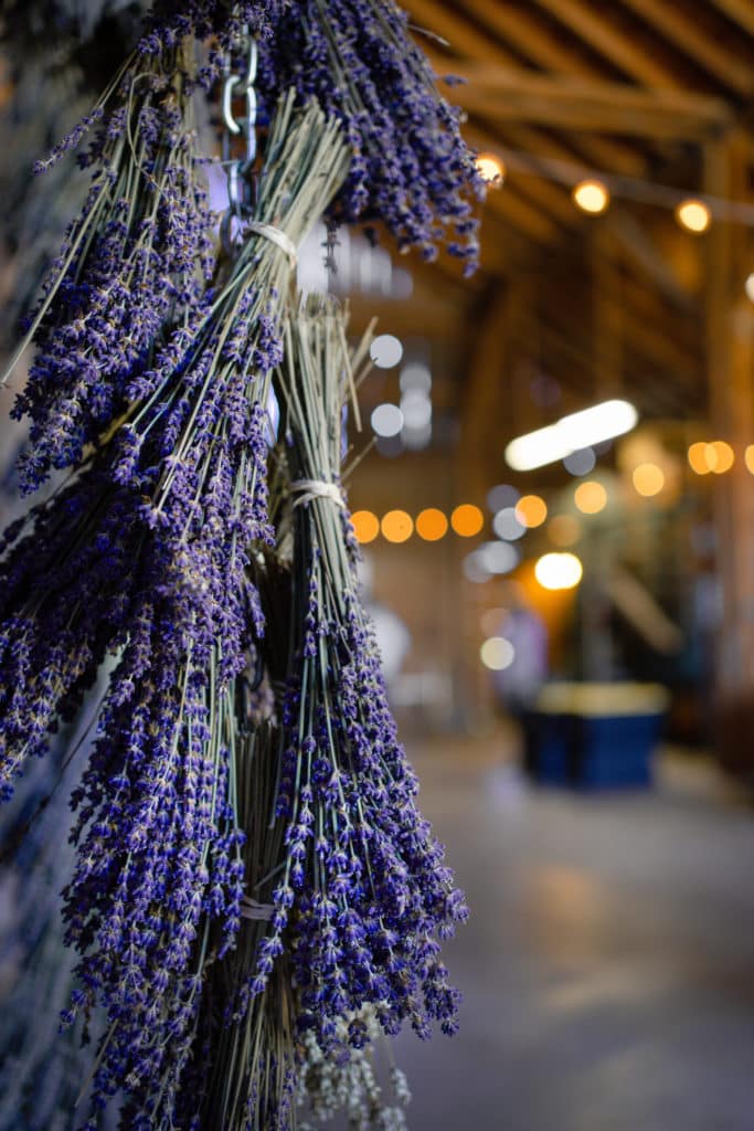 lavender bunches