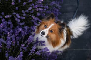 dog and lavender