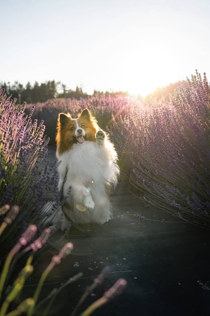 dog in lavender field
