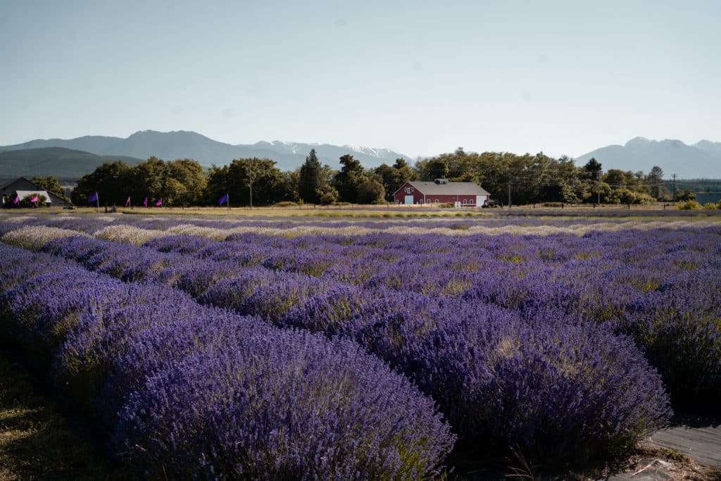 B&B lavender farm