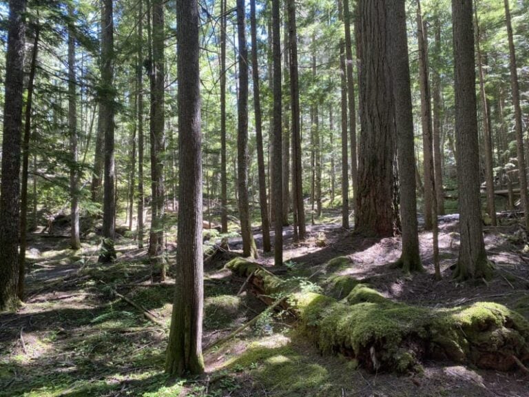 Hiking Happy Creek Loop Trail