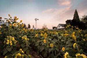 Sunflower Days at Maris Farms