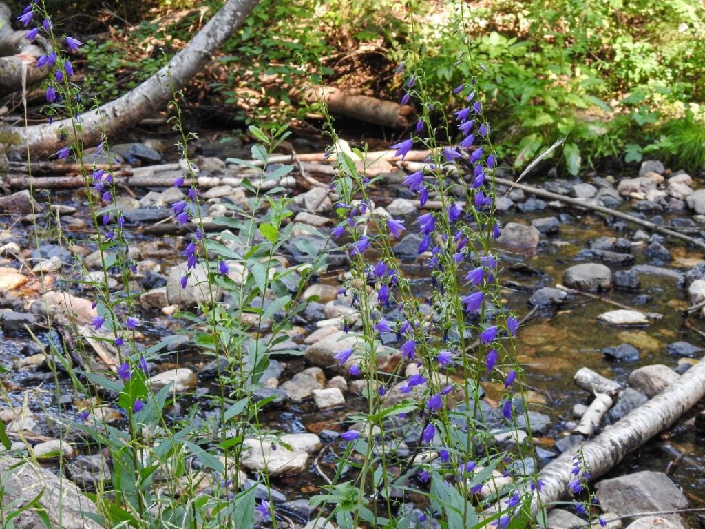 liberty lake trail