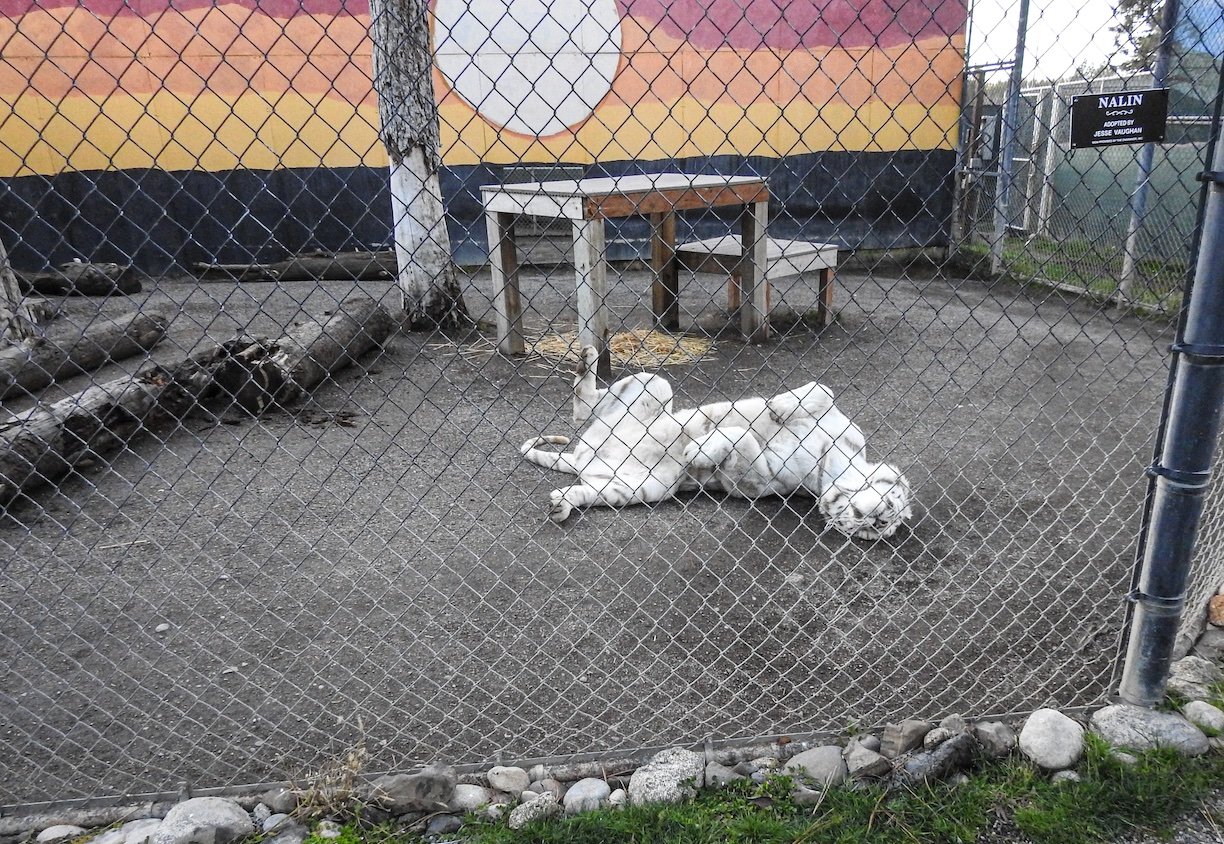 cat-tales-04 copy White tiger rolling around in a cage