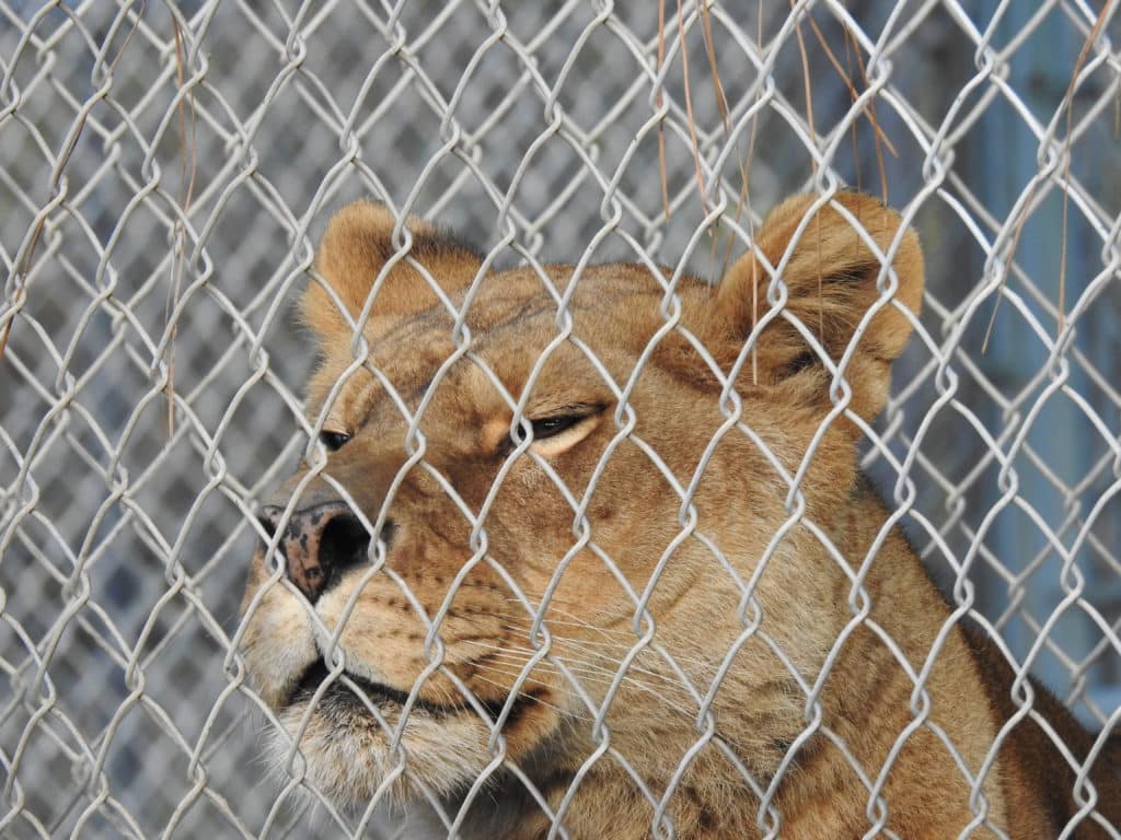 Cat Tales Wildlife Center in Spokane
