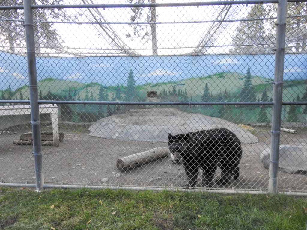 Cat Tales Wildlife Center in Spokane