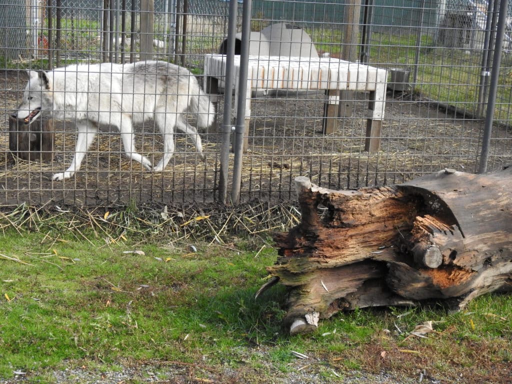 Cat Tales Wildlife Center in Spokane