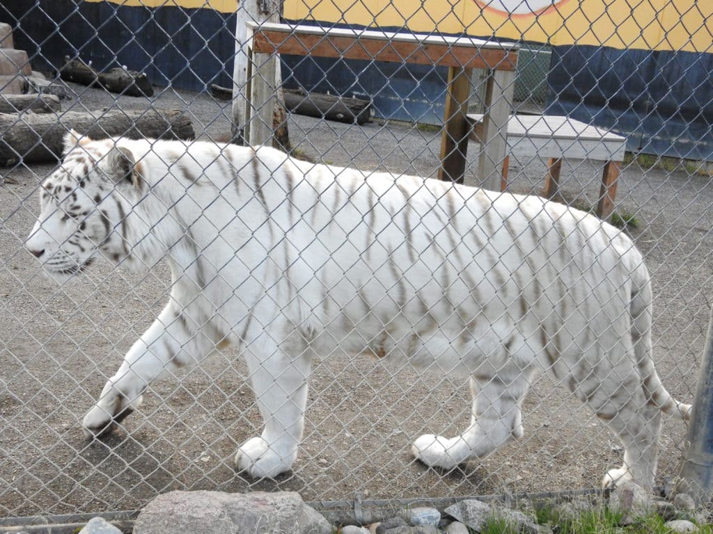 Cat Tales Wildlife Center in Spokane
