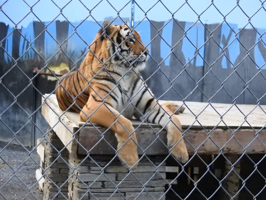Cat Tales Wildlife Center in Spokane