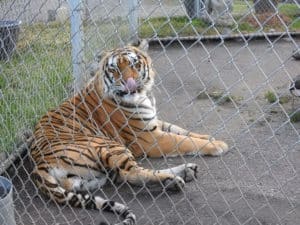 Cat Tales Wildlife Center in Spokane