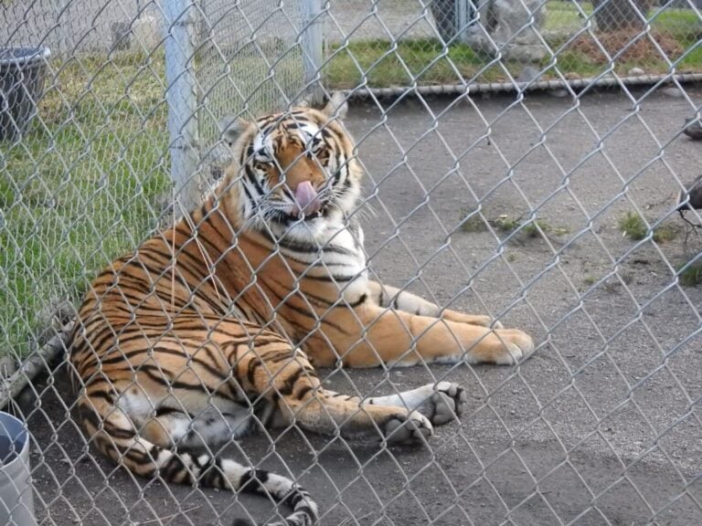 A Trip to Cat Tales Exotic Wildlife Center