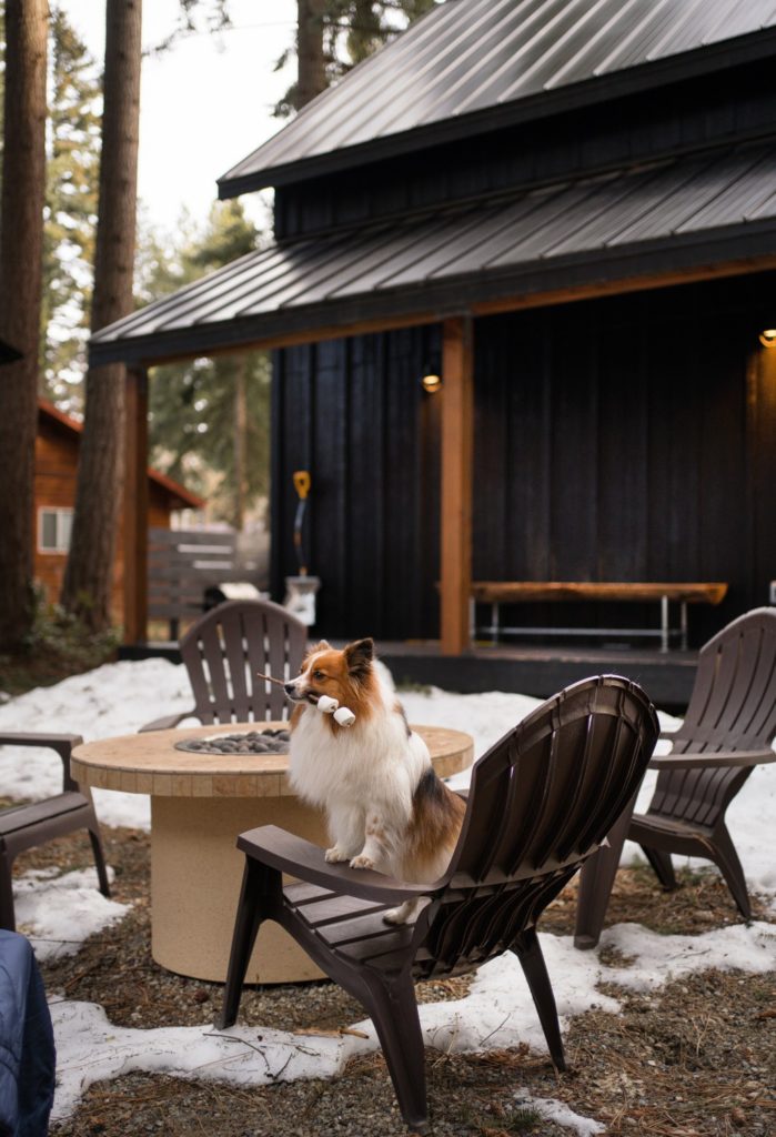 dog outside cabin