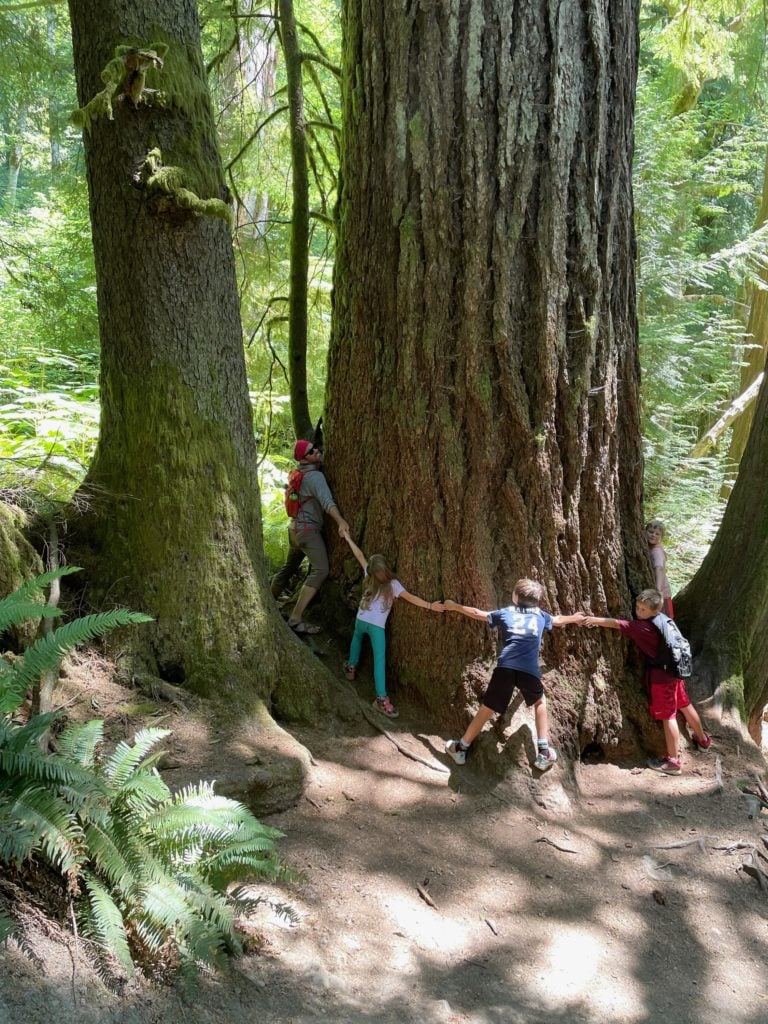 hugging big tree