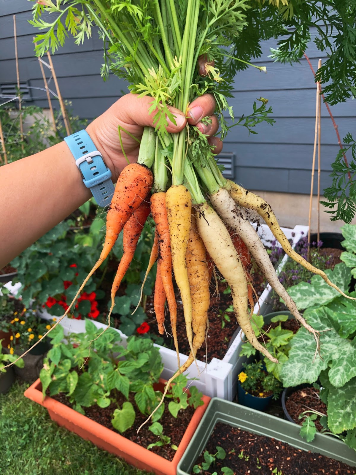 What plants to grow in Washington, carrots