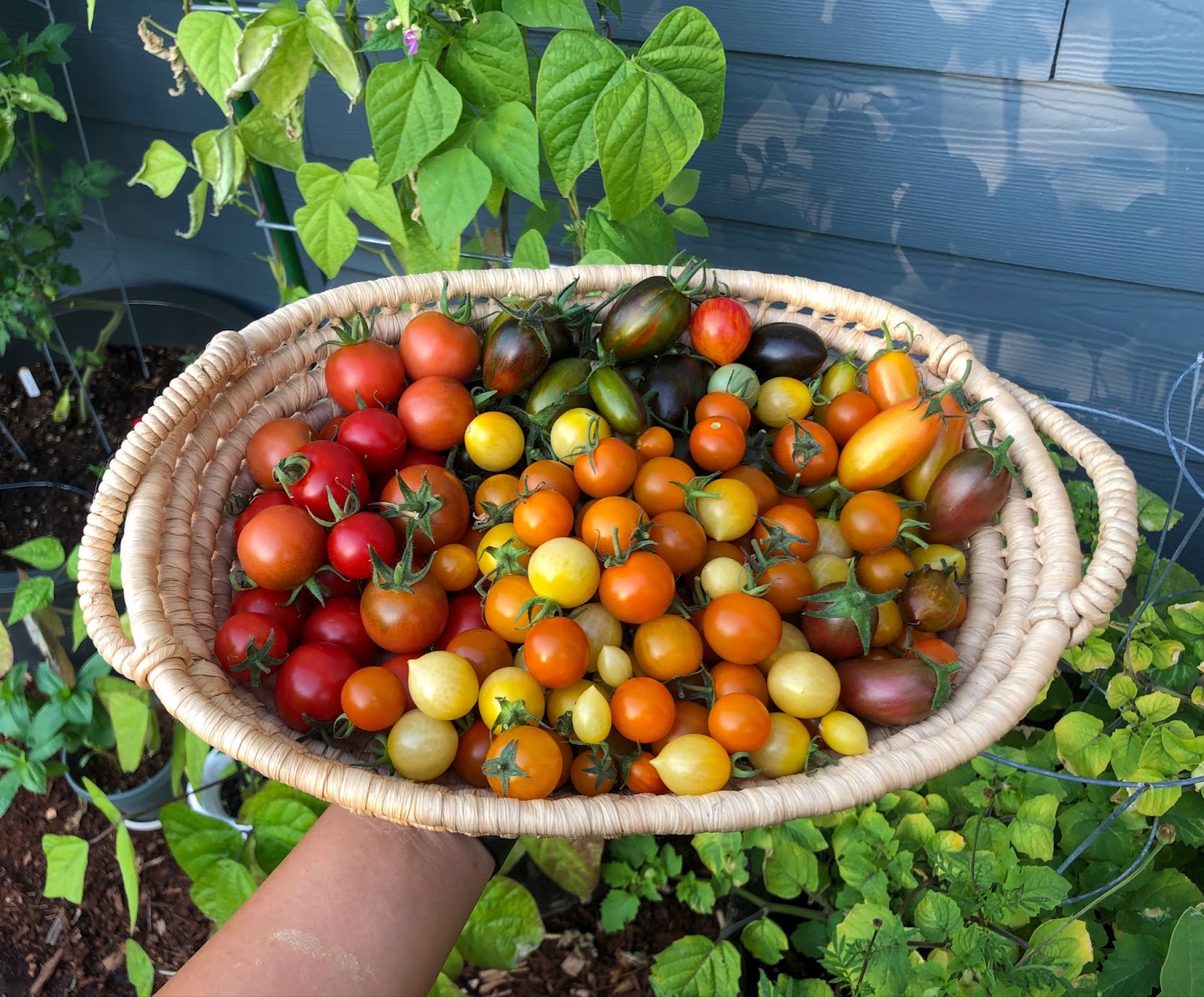 What plants to grow in Washington tomatoes