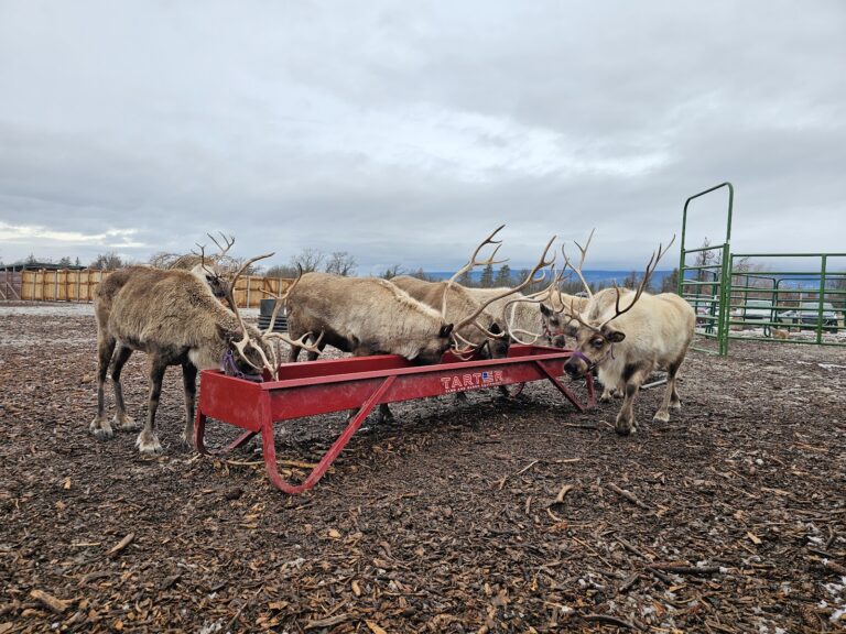 Goldendale Reindeer: Tanya and Daniel’s Great Adventure.
